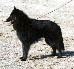 SV-01 A-Te-Ell's Monsieur Pascha "Pascha", 1 year old. Best in Show-Junior specialty 2001