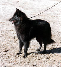 A-Te-Ell's Madame Pastelle "Pastelle", 1 year old. Best in Show-Junior specialty 2001